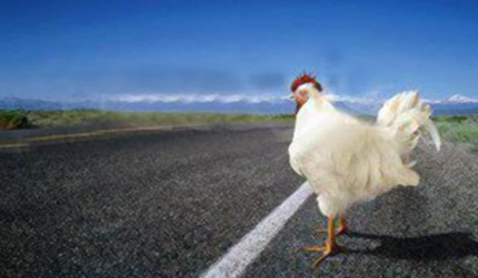 poulet_sur_route